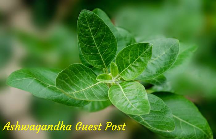 Ashwagandha Guest Post