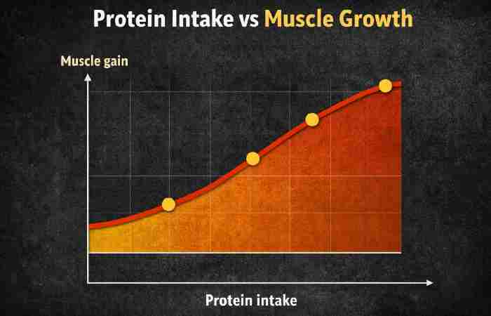protein intake vs muscle growth